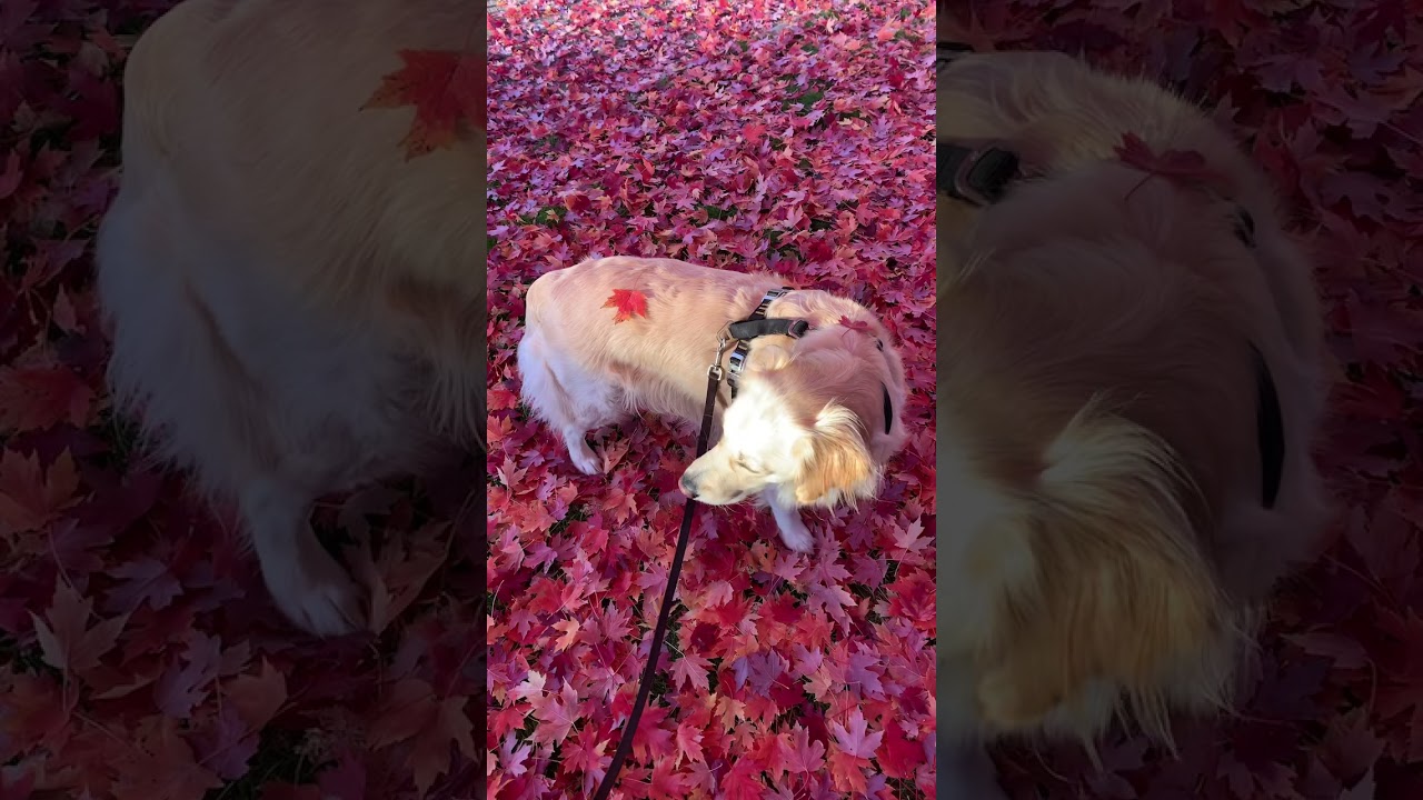 Autumn blaze Maple leaves