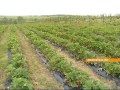 На Закарпатье выращивают украинскую клубнику по европейским технологиям
