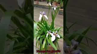 Neomarica gracilis Walking Iris Apostle Iris Exotic flowers semishade easy to grow blooms on and off