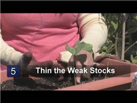 Vegetable Gardening : How to Plant Pinto Beans