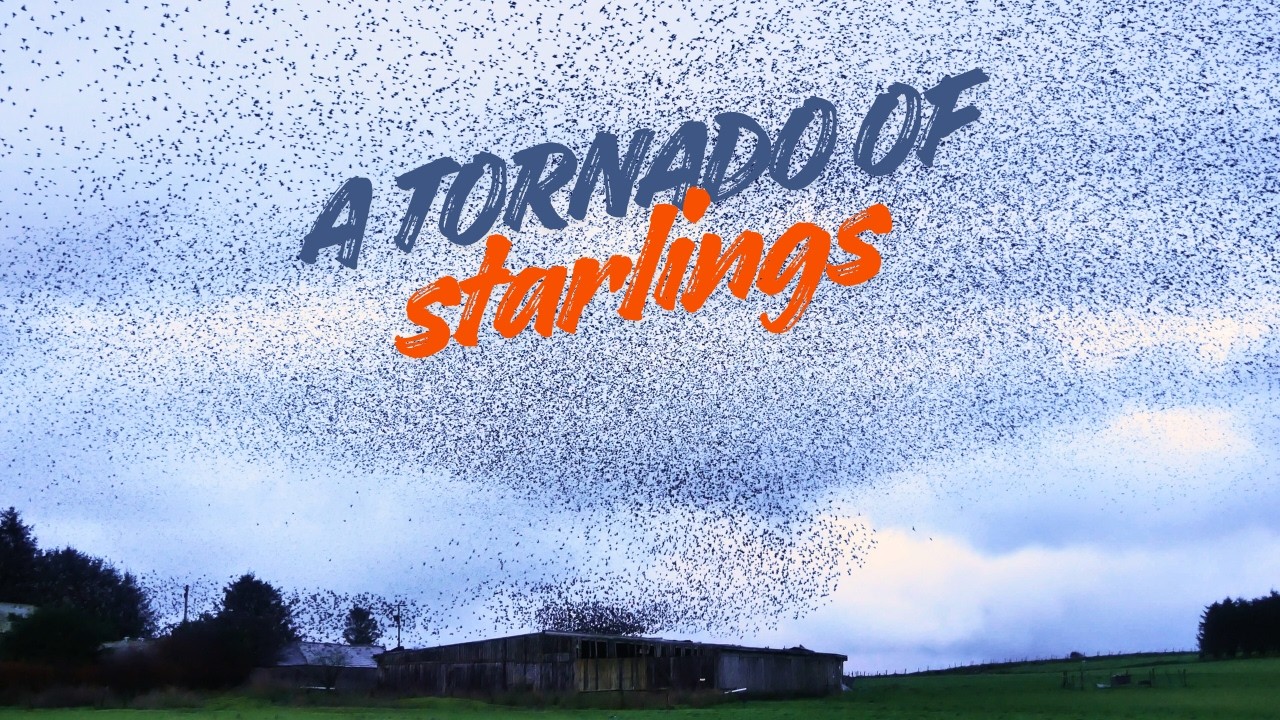 Rough Tor Starling Murmuration - Cornwall 2025