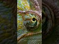 Reptilians.They shapeshift.HOUSE Shitfs The Shape. #plugspaceaudio #housemusic#schfi#Deep House