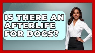 Is There An Afterlife For Dogs? - Spiritual Universe Unlocked