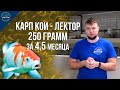 Карп кои - Лектор набрал за 4,5 месяца 250 грамм