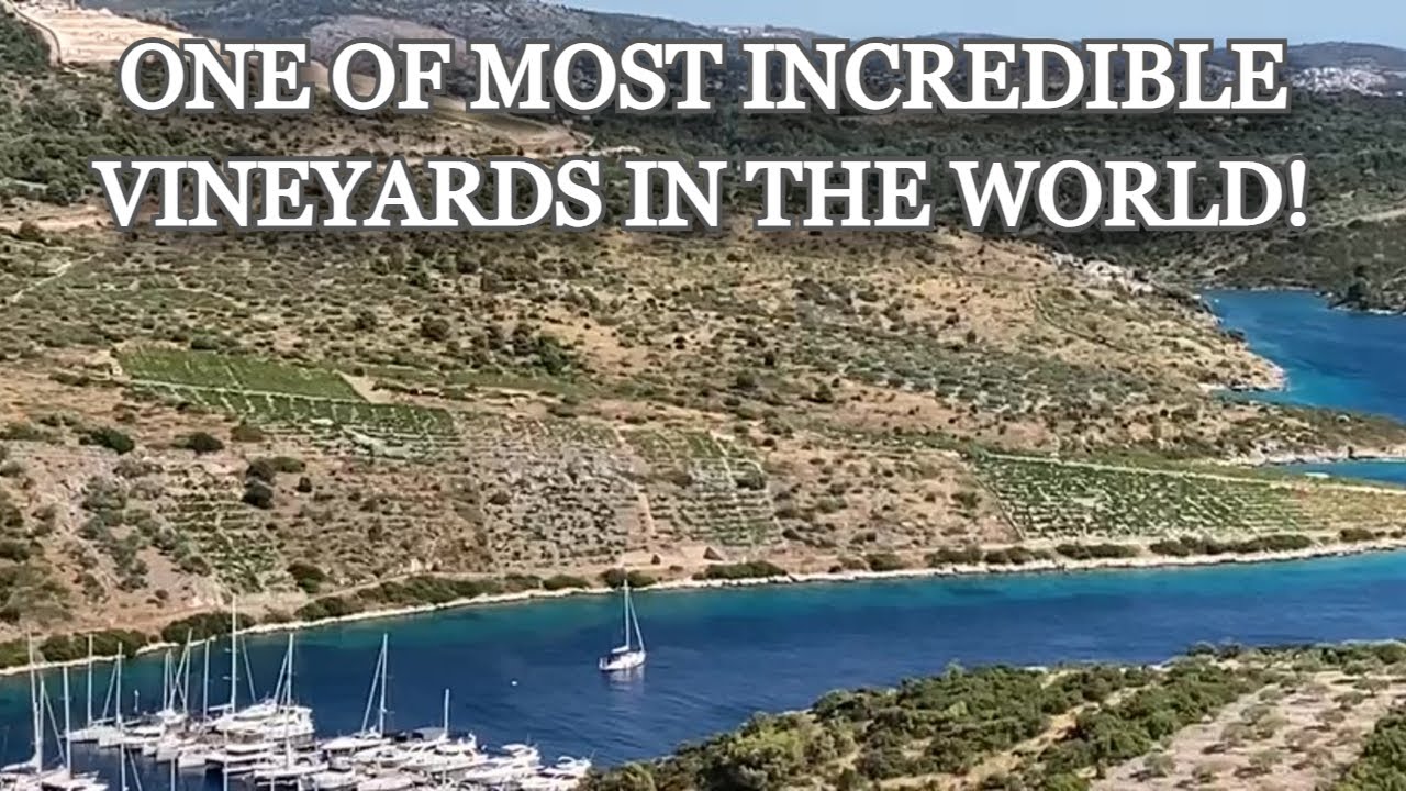 Croatia 2025 Part 5 -Primošten- Babić Grape