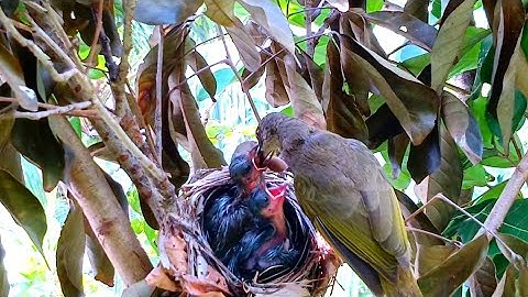 This is the way wild mother trucukan feeds her newborn babies in the nest