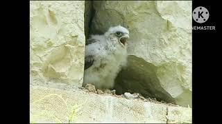 Bim And Bam In The Animal World Flamingo And Bird2005 Part 6