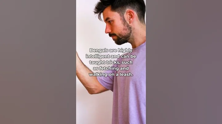 Video 4263031: bengal cat, feline facts