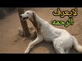 الشيب الحيوان الغامض الذي أرعب العرب أسطورة أم حقيقة مخيفة الشيب الحيوان الغامض الذي أرعب العرب أسطورة أم حقيقة مخيفة