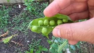 How to Grow Sugar Snap Peas on a Trellis in Raised Beds — Easy, Beginner-Friendly Gardening How to Grow Sugar Snap Peas on a Trellis in Raised Beds — Easy, Beginner-Friendly Gardening