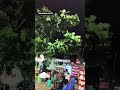 road side fast food 🤤 #shortsvideo #tastyindia #healthy #cooking #tasty #love #recipe #foodcraze