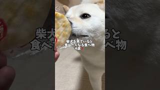 柴犬を見ていると食べたくなる食べ物4選❗️🐻‍❄️ #shorts #柴犬 #犬 #dog