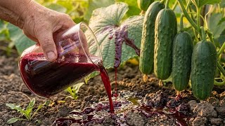 Just 1 Cup of Beet Juice and Your Cucumber Vines Will Explode!