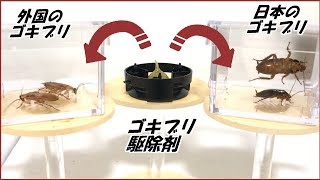 蟻戦争Ⅲ＃148 日本のゴキブリに「ゴキブリ駆除剤」を食べさせたら、とても意外な結果になった。編～Japanese cockloaches～