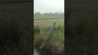 #roadtrip #roadtrip #editlyrics #trending #travel #forest #funny #memes #horror #music #reels #usa