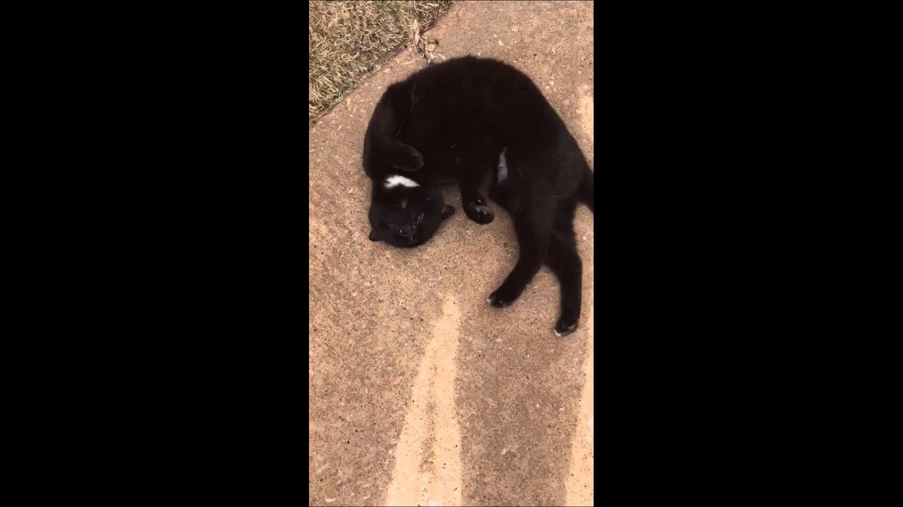 camera iphone 8 plus apk Black Cat OKC