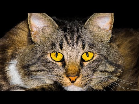 American Bobtail Cats: