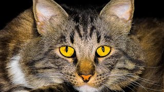American Bobtail Cats: Unraveling the Charm of this Unique Breed!  |Discover Traits, and More!