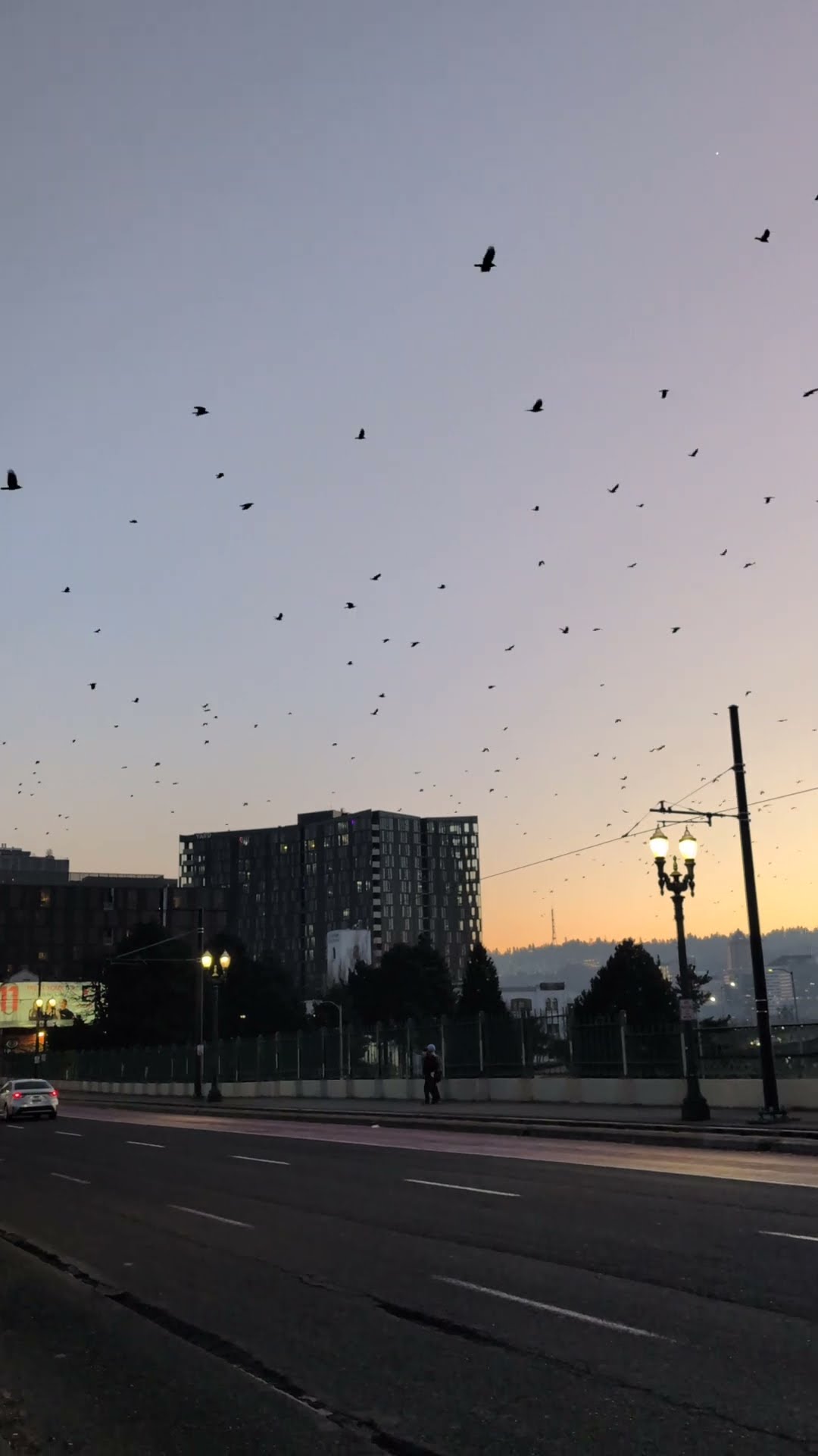 Crows Fly Toward Downtown Portland  || ViralHog