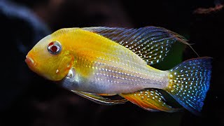 Download Lagu This Fish Deserved a Better Tank: Albino Heckelii Showing Why They are SO Amazing! MP3