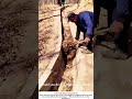 Clearing a Farm Ditch – Mud, Water, and Muscle 🧑‍🌾💧