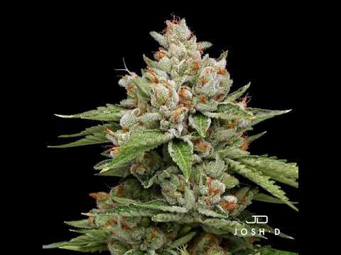 Ghost OG