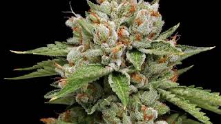 Ghost OG