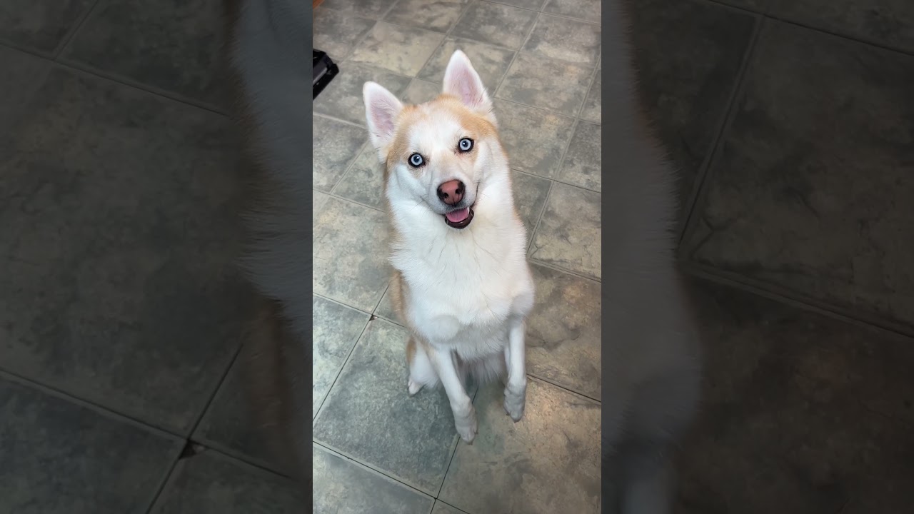 Full Grown Adult Pomsky dog Husky Pomeranian Mix Breed 🥰 