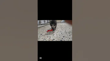 لكني اشم ليله بريبه دعاء مروى قمر نوره اطلق بستات 