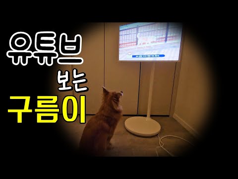 유튜브 시청 중인 구름이