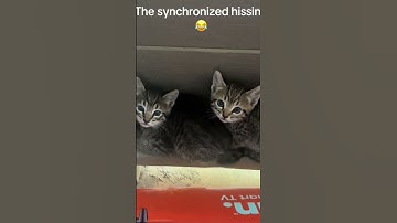 The cat distribution system withdraws a kitten