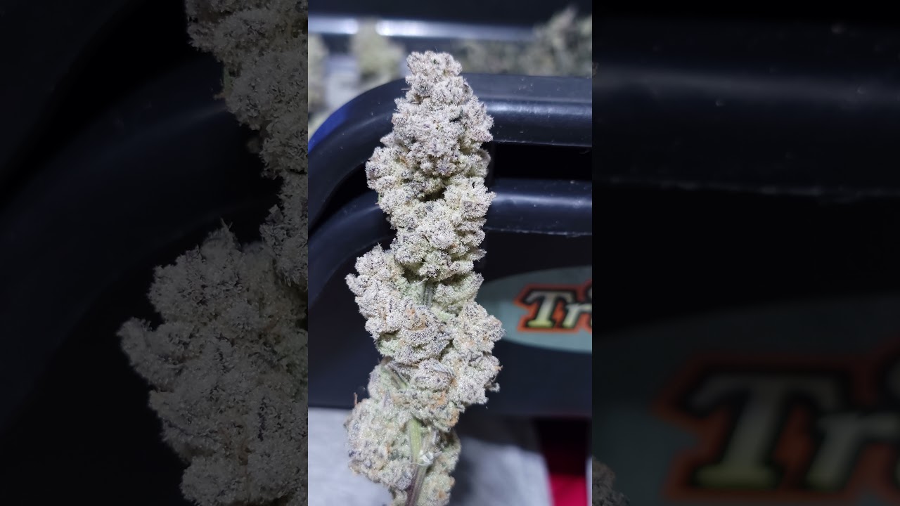 Fresh organic Sugar Cane bud grown in living soil.