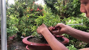 Hướng dẫn cách lấy cành bonsai cơ bản, định hình cho cây bài | bending bonsai branches