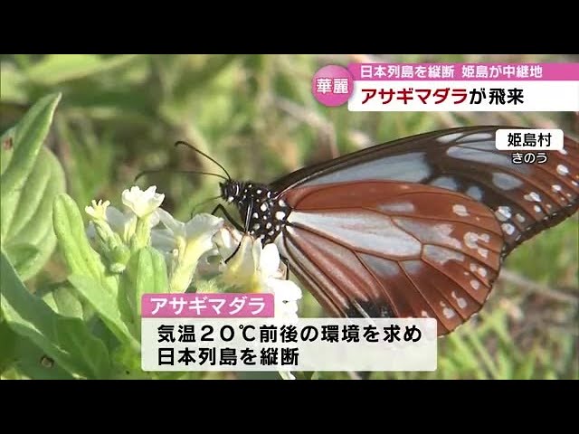 旅するチョウ「アサギマダラ」が姫島村に 日本列島縦断中にひと休み