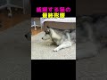 ハスキー：「仲良くなりたいな…」