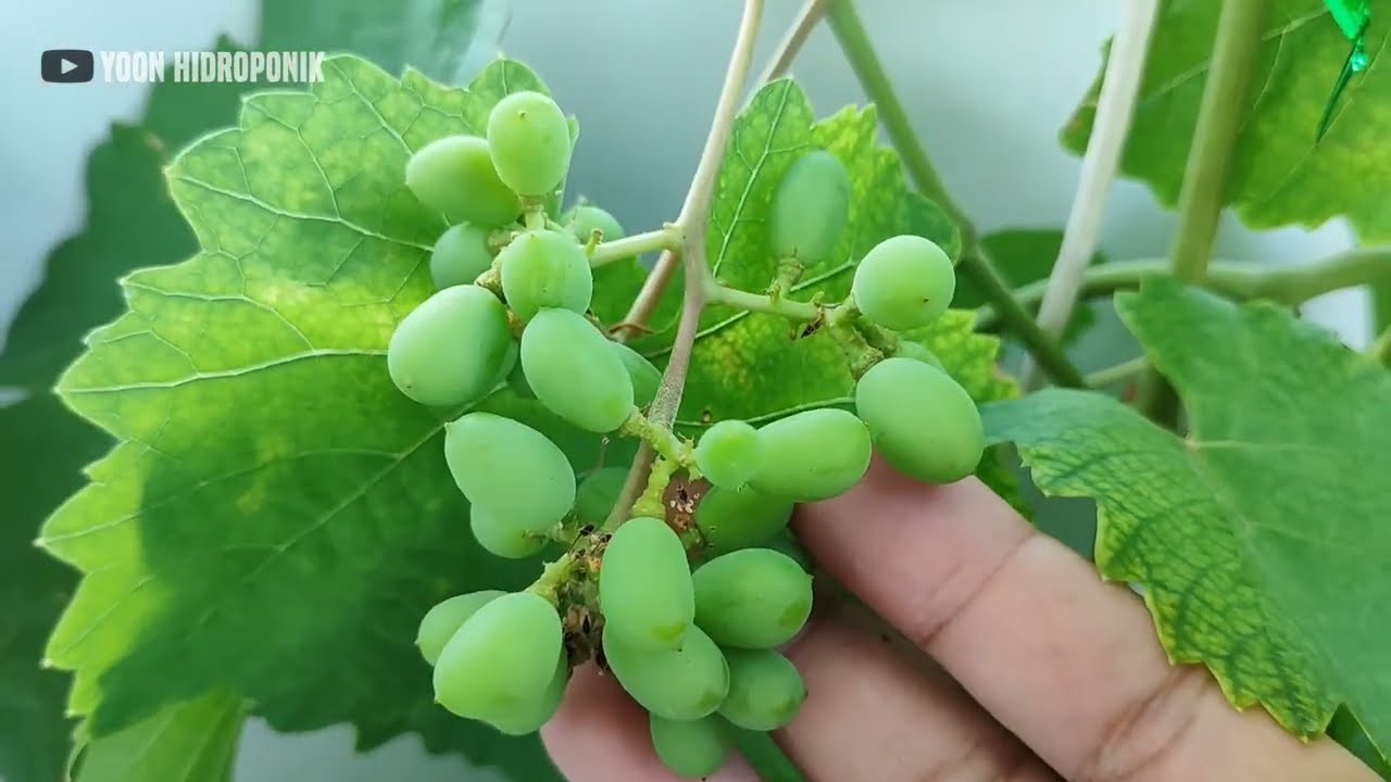 Menanam anggur dengan sistem hidroponik di atas rumah