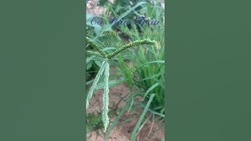 Cỏ Mận Trầu– Vị Thuốc Dân Gian Ít Ai Biết #bacsilinh #dongyhiendai