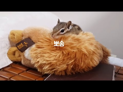 다람쥐는 먹고나면 닦습니다