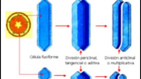 ¿Cuál es la función del cámbium Suberoso?