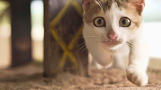 How to Talk Cat With Body Language & Cues: Purrfect Communication / Cat World Academy by Cat World Academy 722 views 4 weeks ago 8 minutes, 19 seconds