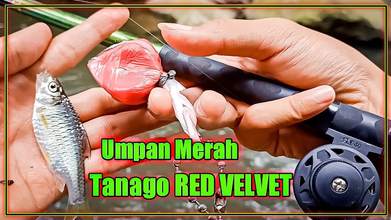 UMPAN MERAH untuk ikan wader || Tanago Red Velvet