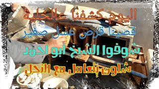 عسل النحل وقص قرص صغير والكشف على الخلية مع الشيخ أبو أحمد
