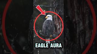 BALD EAGLE AURA FARMING 😵