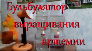 Бульбулятор для выращивания артемии: получаем чистых науплий без шелухи для кормления малька