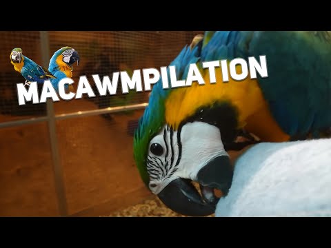 Macawmpilation! 🦜