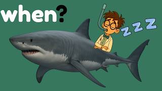 WHEN Do Sharks Sleep? | Shark Facts Explained Wealth