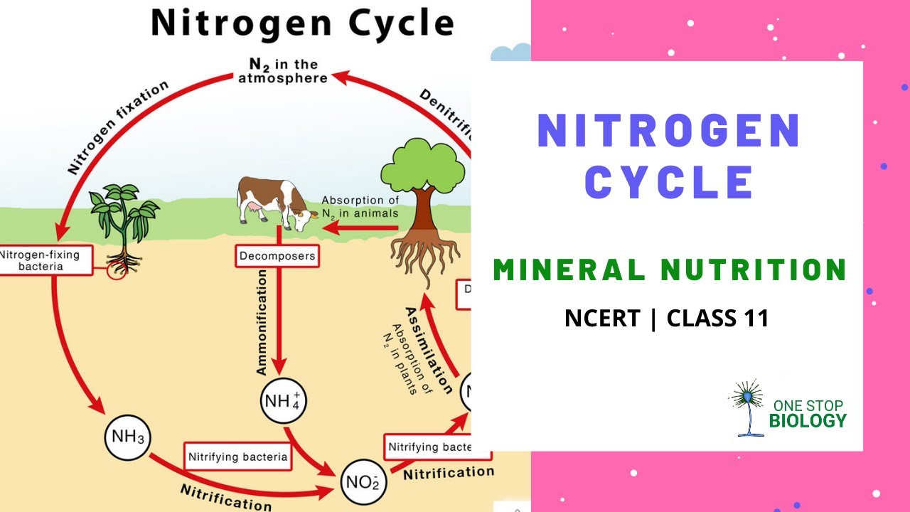 Nitrogen Cycle Mineral Nutrition One Stop Biology NCERT Class 11 Chapter 12 YouTube