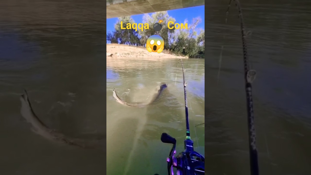 #Гигантский