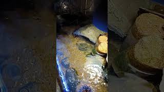 sleeping on the sound of waterfall