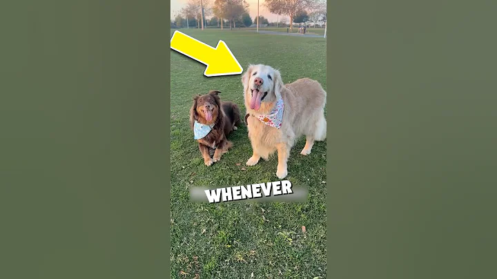 The Sweetest Game of Fetch You’ll Ever See 🥹🐾 #shorts